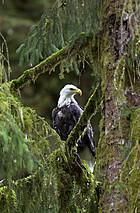 bald eagle