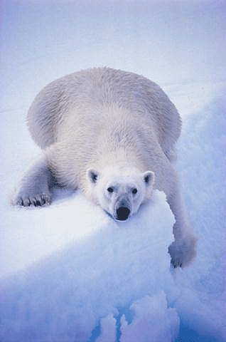 polar bear