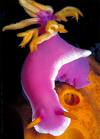 nudibranch