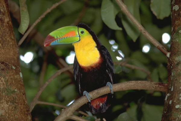 toucan