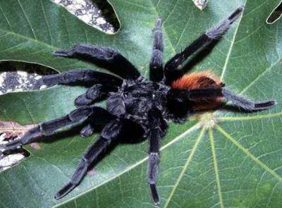 tarantula