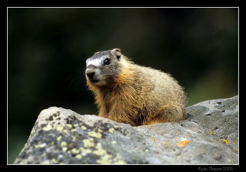 baby marmot