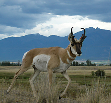 pronghorn