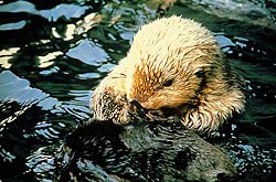seaotter