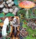 fungi
