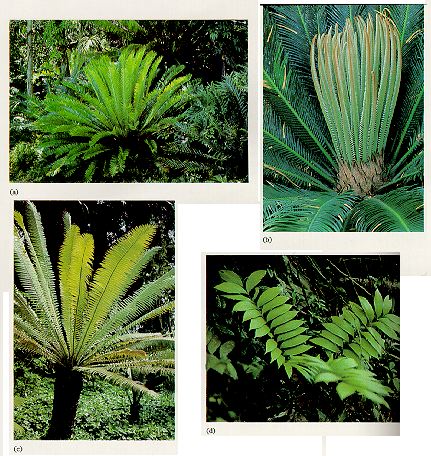cycads