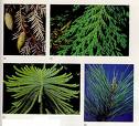 conifer
