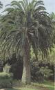 cycad