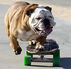 dog on skateboard